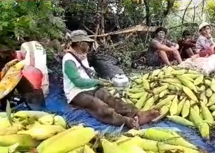 Tepat Hitungan Waktu Tanam, Ajat Sukses Jual Ratusan Kilo Jagung Jelang Tahun Baru 