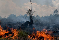 Ratusan Hektare Lahan di OKI Terbakar pada 2024