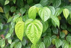 Daun Sirih Obat Tradisional dengan Berbagai Khasiat