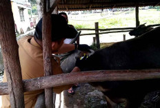 14 Kerbau di Ogan Ilir Mati Mendadak Akibat Virus SE, Dinas Ketahanan Pangan dan Pertanian Gencar Lakukan Vak