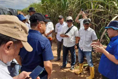 Kebun Cinta Manis Siap Pasok Tebu Berkualitas