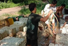 Harga Karet di OKU Naik, Tapi Petani Keluhkan Produksi yang Merosot
