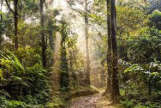 Hutan Larangan Tebat Benawa: Keindahan Alami dan Budaya Pagaralam yang Mendunia