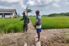 Musim Kemarau Tak Halangi Petani OKI untuk Menuai Panen Raya