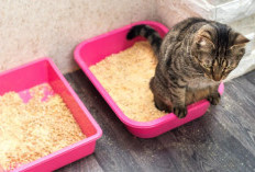 7 Cara Ampuh Menghilangkan Bau Kandang Kucing di Rumah, Dijamin Tetap Segar Tanpa Pengharum Kimia