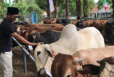 Rayakan Idul Adha, Pertamina EP Zona 4 Tebar 186 Hewan Kurban untuk Masyarakat Sekitar