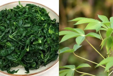 6 Khasiat Rebusan Daun Singkong untuk Kesehatan