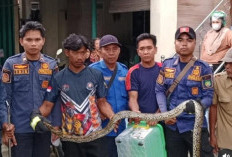 BPBD Prabumulih Terima 2 Laporan Ular Masuk Pekarangan Rumah Warga, Satu Berhasil Dievakuasi 