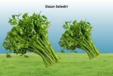 Tak Sekadar Pelengkap Masakan, Ini Khasiat Daun Seledri untuk Kesehatan