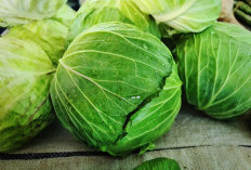 9 Manfaat Kubis untuk Kesehatan Tubuh, dari Pencernaan hingga Jantung Sehat