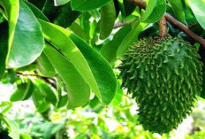 Rahasia Daun Sirsak: Solusi Alami untuk Berbagai Masalah Kesehatan