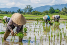 Panen Maksimal Saat Kemarau, Ini Daftar Padi Tahan Kekeringan Andalan Petani
