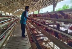 Peternak Ayam Petelur Lampung Bangkit dari Pandemi Berkat Klaster Usaha Mandiri Makmur