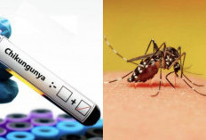 Waspada Lonjakan Kasus Demam Chikungunya di Asia: Ancaman Nyamuk Pembawa Penyakit Meningkat