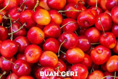 Benarkah Buah Ceri Ampuh Atasi Insomnia? Simak 5 Manfaat Buah Ceri untuk Kesehatan