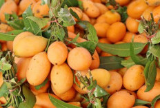 10 Manfaat Buah Gandaria untuk Kesehatan, Kaya Vitamin dan Antioksidan Alami