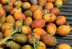 Rahasia Kesehatan Alami Olahan Buah Pinang, Meningkatkan Kesehatan Kulit