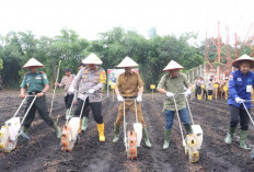 Target Panen 50 Ton Jagung, 9,75 Ha Lahan di Prabumulih Ditanam Serentak