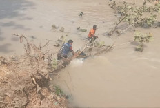 BPBD Kota Prabumulih Evakuasi Pohon Tumbang di Sungai Kelekar