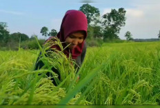 Program Brigade Pangan: Peluang Baru Bagi Generasi Muda untuk Menghasilkan hingga Rp10 Juta per Bulan