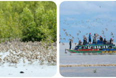 Taman Nasional Sembilang, Surga Tersembunyi di Sumsel