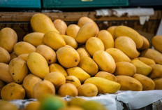 Mangga Salah Satu Buah Tropis dengan Berbagai Macam Rasa dan Manfaat Kesehatan Saat Dikonsumsi