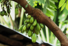 Belimbing Wuluh: Si Kecil Asam dengan Segudang Manfaat Kesehatan