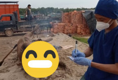 Ya Ampun! Sudah 431 Ekor Kerbau di OKI Mati Mendadak, Disbunnak Lakukan Ini