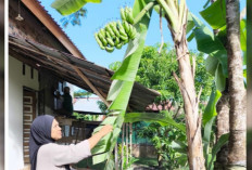 Pisang Lilin Tumbuh Subur di Pekarangan Warga Majasari Prabumulih 
