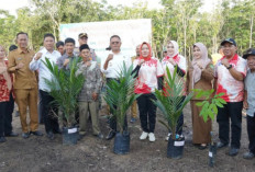 Bantuan Garap Lahan Gratis dan Bibit dari Wako Prabumulih Tepat Sasaran dan  Bermanfaat! 