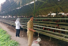 Waspada Flu Burung, Distan Kota Prabumulih Imbau Peternak Jaga Kebersihan Kandang 