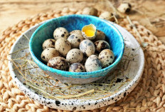 Jangan Remehkan Telur Puyuh, Ini Kandungan dan Manfaat Sehatnya