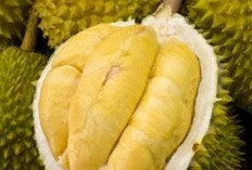 Wajib Tahu! Berikut 10 Manfaat Mengkonsumsi Buah Durian Bagi Kesehatan Tubuh, Ini Penjelasannya