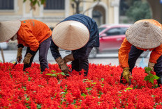 Wow Mengejutkan! Ini 4 Manfaat Berkebun Dirumah  yang Jarang Diketahui