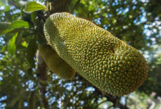 Sudah Tau Belum Sih, Ternyata Ini Manfaat Buah Cempedak Untuk Kesehatan Saat Dikonsumsi