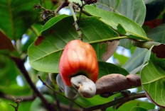 Jambu Monyet, Superfood yang Menyimpan Segudang Manfaat untuk Kesehatan