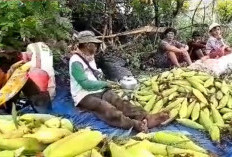 Tepat Hitungan Waktu Tanam, Ajat Sukses Jual Ratusan Kilo Jagung Jelang Tahun Baru 