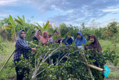 Petik Buah Jeruk, Langsung dari Batang 