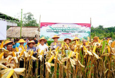 Panen Jagung Hibrida BISI 18 di Desa Kemang Tanduk: Sinergi Pemkot - Polres Prabumulih Dukung Ketahanan Pangan