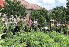 Panen Kacang Tanah, Petani Muara Dua Dongkrak Ketahanan Pangan dan Ekonomi Warga