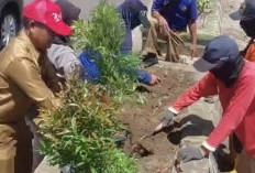 Tata Median Jalan Sudirman, DLH Prabumulih Tanam Pucuk Merah