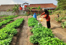 Ketahanan Pangan, BPP Prabumulih Timur Dorong KWT Tanam Bawang