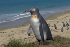 Mengapa Penguin Tidak Dapat Terbang? Ternyata Mereka Memiliki Keahlian Khusus Ini