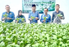 Panen Pakcoy di Rutan Prabumulih: Hasil Dijual untuk Biayai Program Kemandirian Warga Binaan