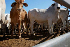 Ogah Tergantung dengan Australia, RI Bidik Sapi dari Negara Ini