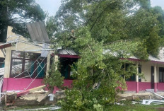 Gedung SDN 11 Pemulutan Barat Runtuh Diterjang Pohon Besar, Pemkab Bergerak Cepat!