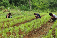 Ketahanan Pangan, TNI dan Warga Kbusdori Manfaatkan Lahan Tidur