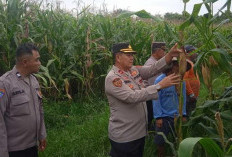 Panen Ditargetkan Akhir Februari, Polres Prabumulih Cek Lahan Jagung 6 Hektare di Cambai