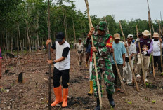 Hidupkan Warisan Budaya, Setelah Puluhan Tahun Hilang: Nugal Padi Kembali Digelar di Desa Tanjung Telang