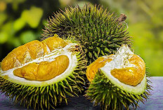 WOW! Ini Manfaat Biji Durian Bagi Kesehatan, Nomor 1 Ibu-ibu Wajib Tahu, Ingat Jangan Makan Mentah